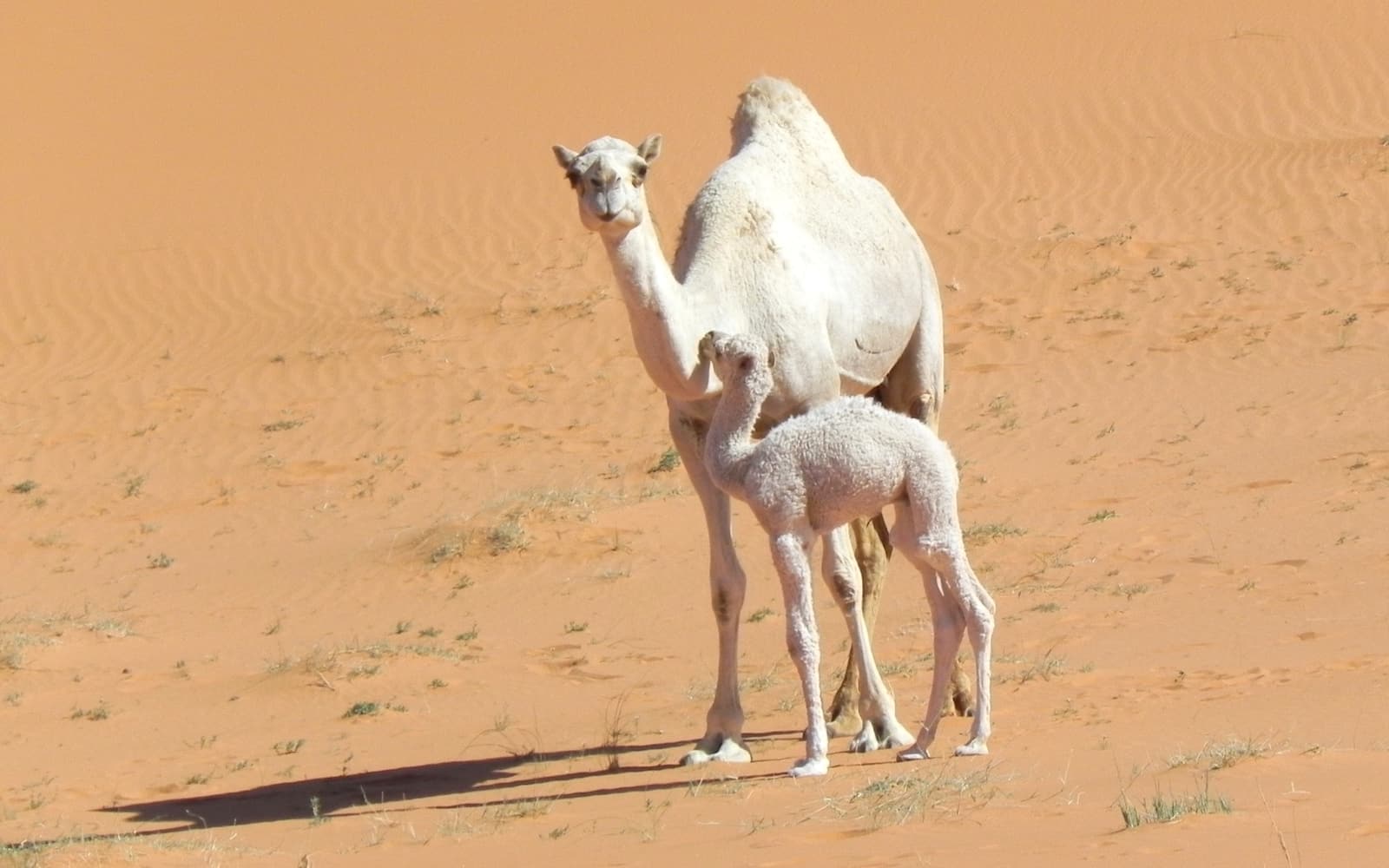 A camel and her calf on the sand in central Saudi Arabia